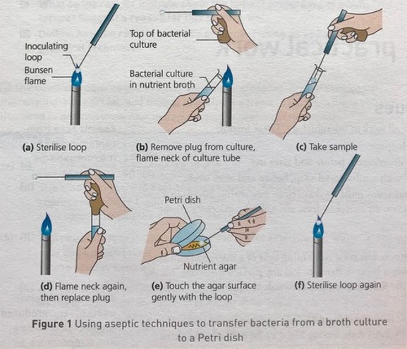 This image shows the different aseptic techniques for transferring bacteria.