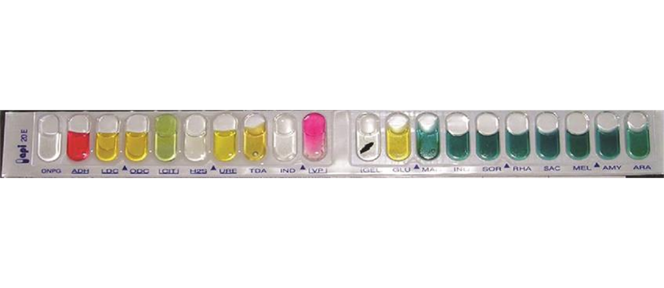 A strip with bubbles containing liquids. DNPG is clear. ADH is pink. LDC is yellow, ODC is yellow. Cit is green. H2S is clear