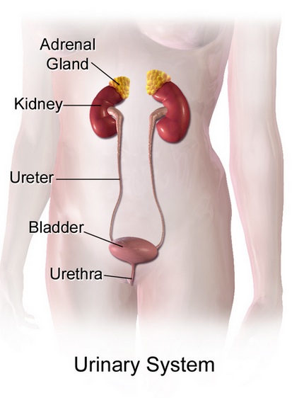 This image compares male and female gonads using sagittal sections (male on left, female on right).