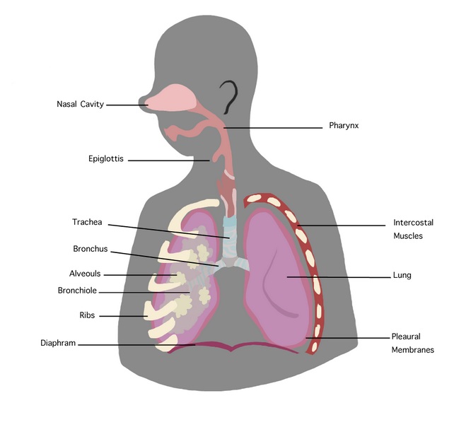  Structure of the respiratory system.
