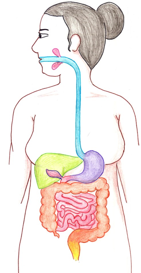 Diagram of the digestive system.