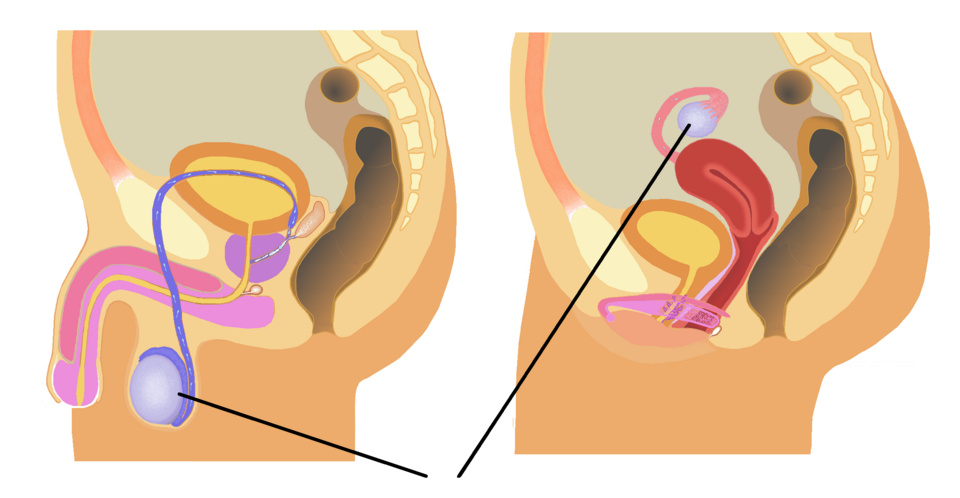 This image compares male and female gonads using sagittal sections (male on left, female on right).