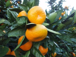 Image of satsuma fruit on the tree