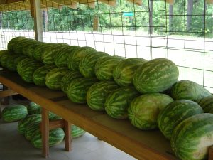 Image of watermelons stacked up on a long table in a produce stand in Sugartown, Louisiana