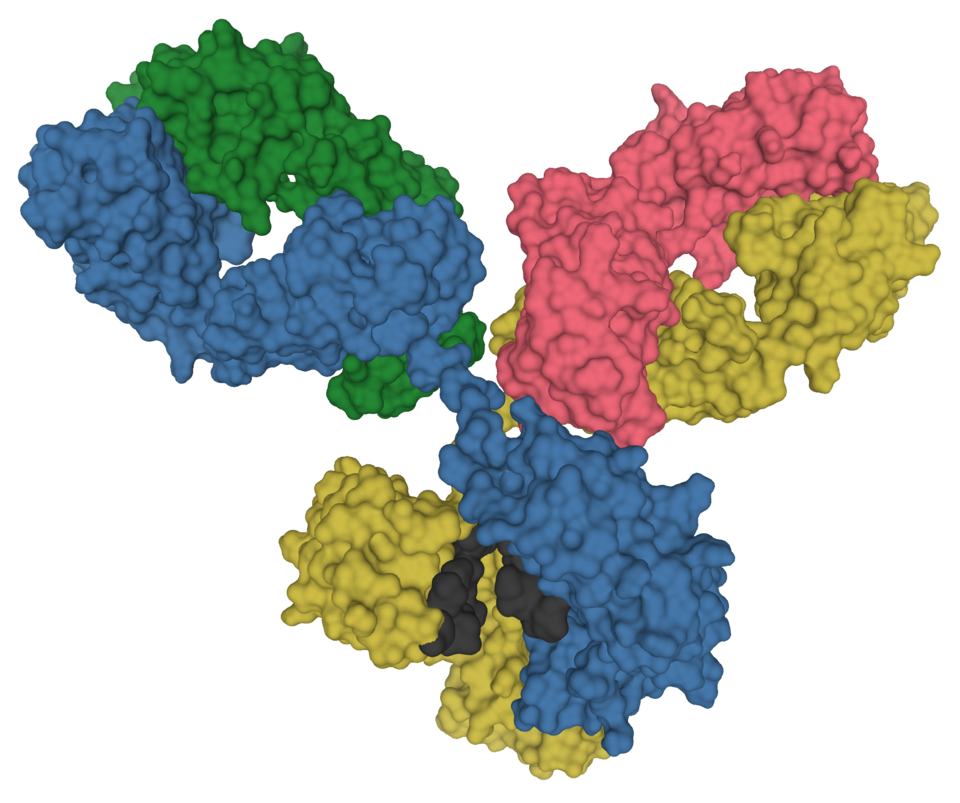 
An IgG antibody molecule: two light chains (green, pink) and two heavy chains (blue, yellow).