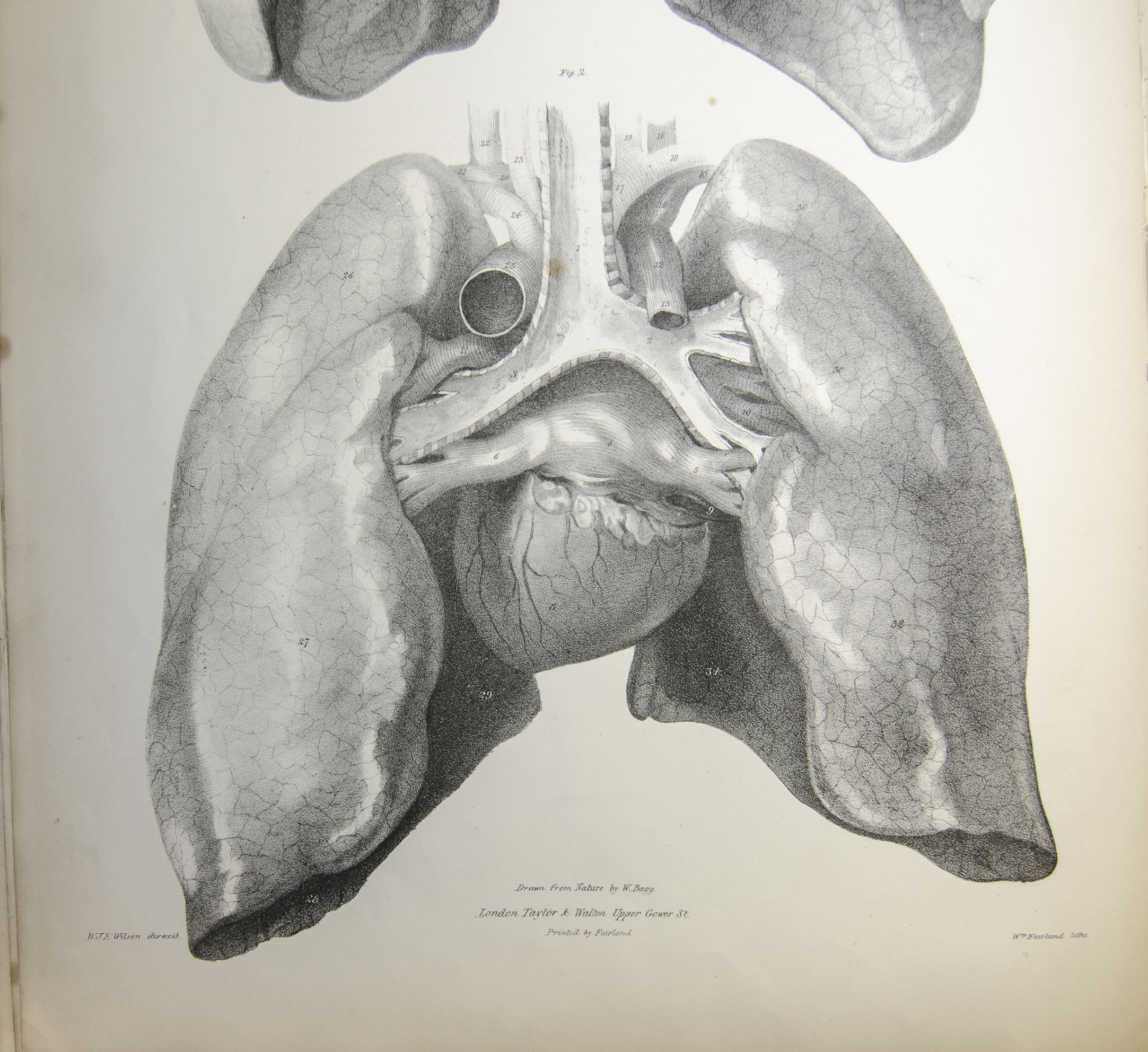 Anatomical drawing of lungs and hearts from 1840s