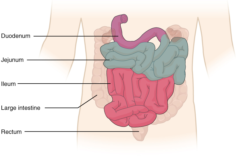 This diagram shows the small intestine. The different parts of the small intestine are labeled