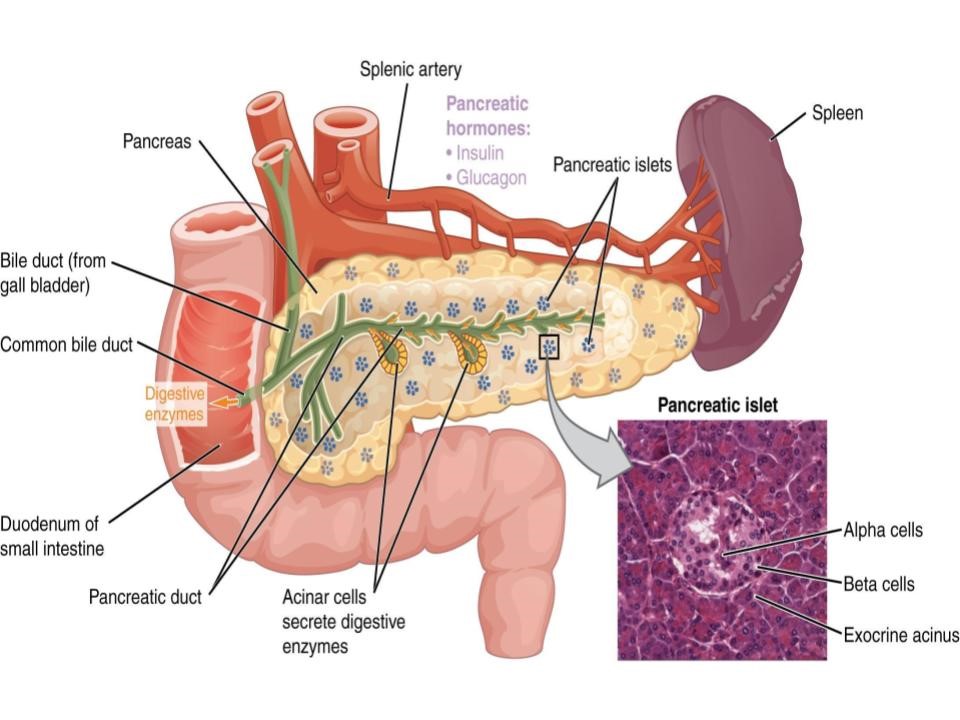 Figure  1.18   Pancreas    