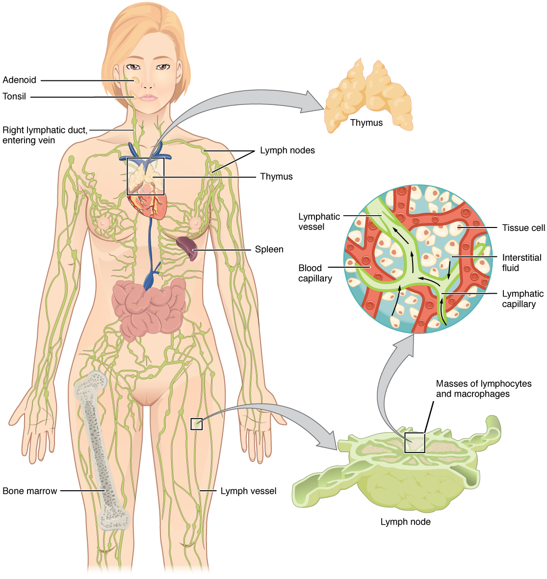 Detailed drawing of the Lymphatic System