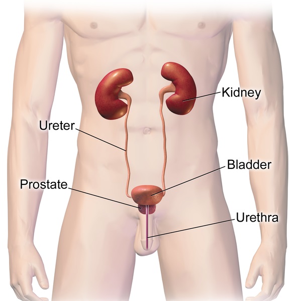 A drawing of the male Urinary System ccomponents