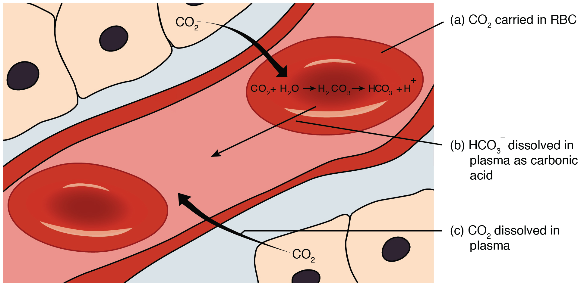 An illustration of the components in carbon dioxide transport