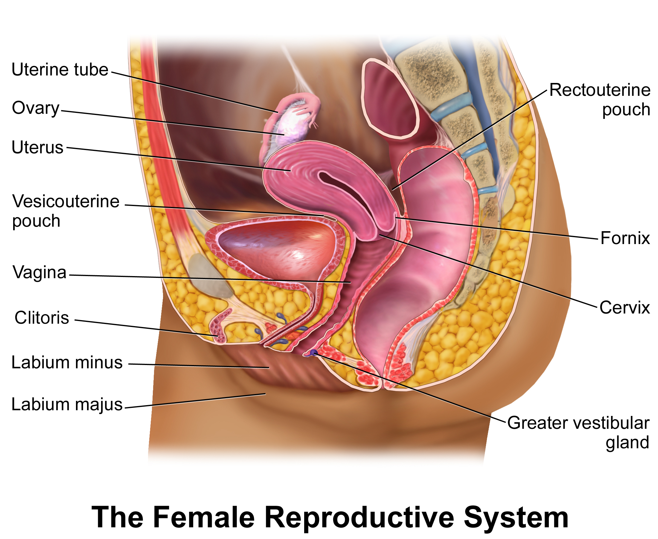  Sectional view illustration Female Reproductive System.