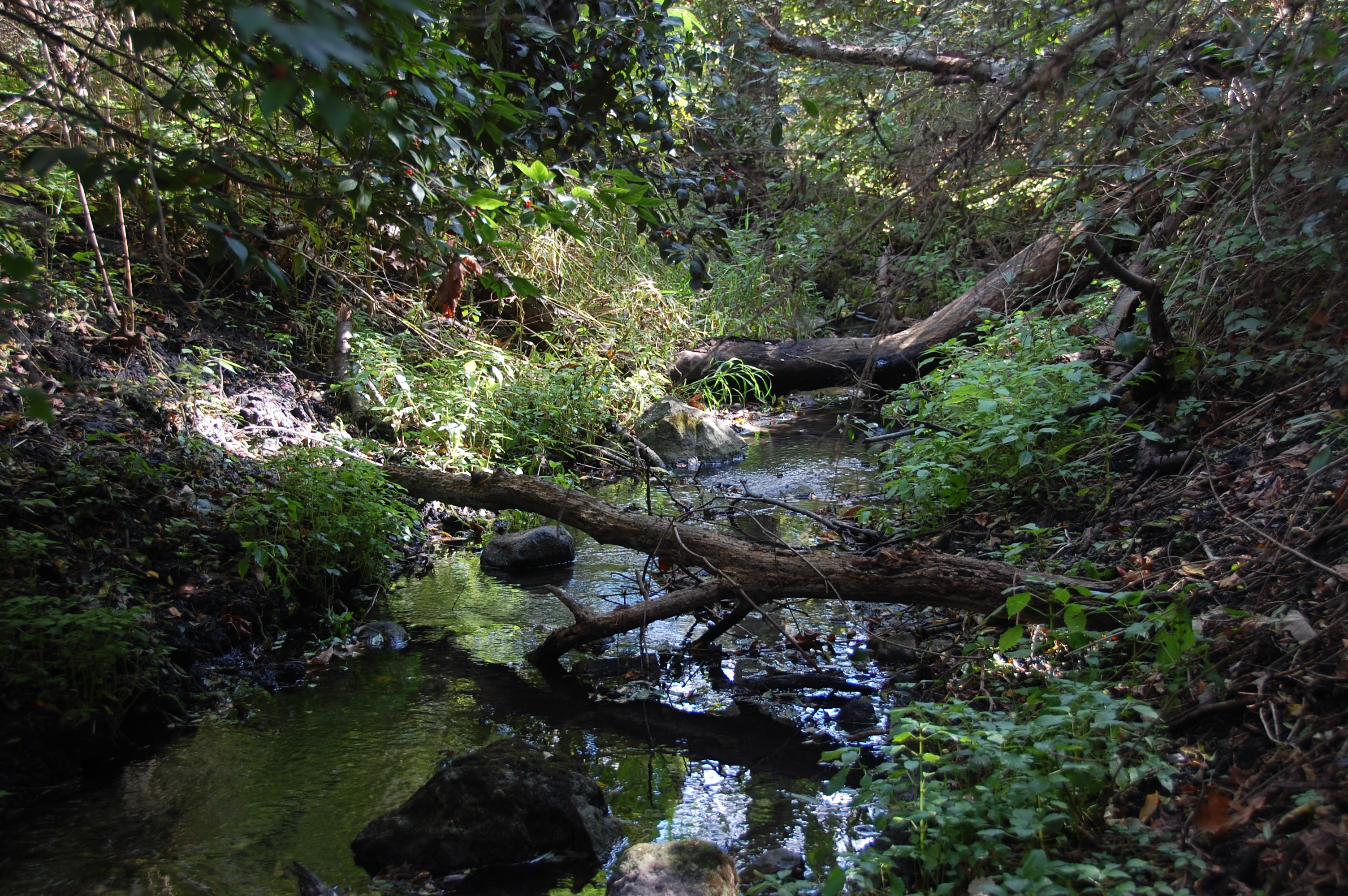 Ditch in a wetland