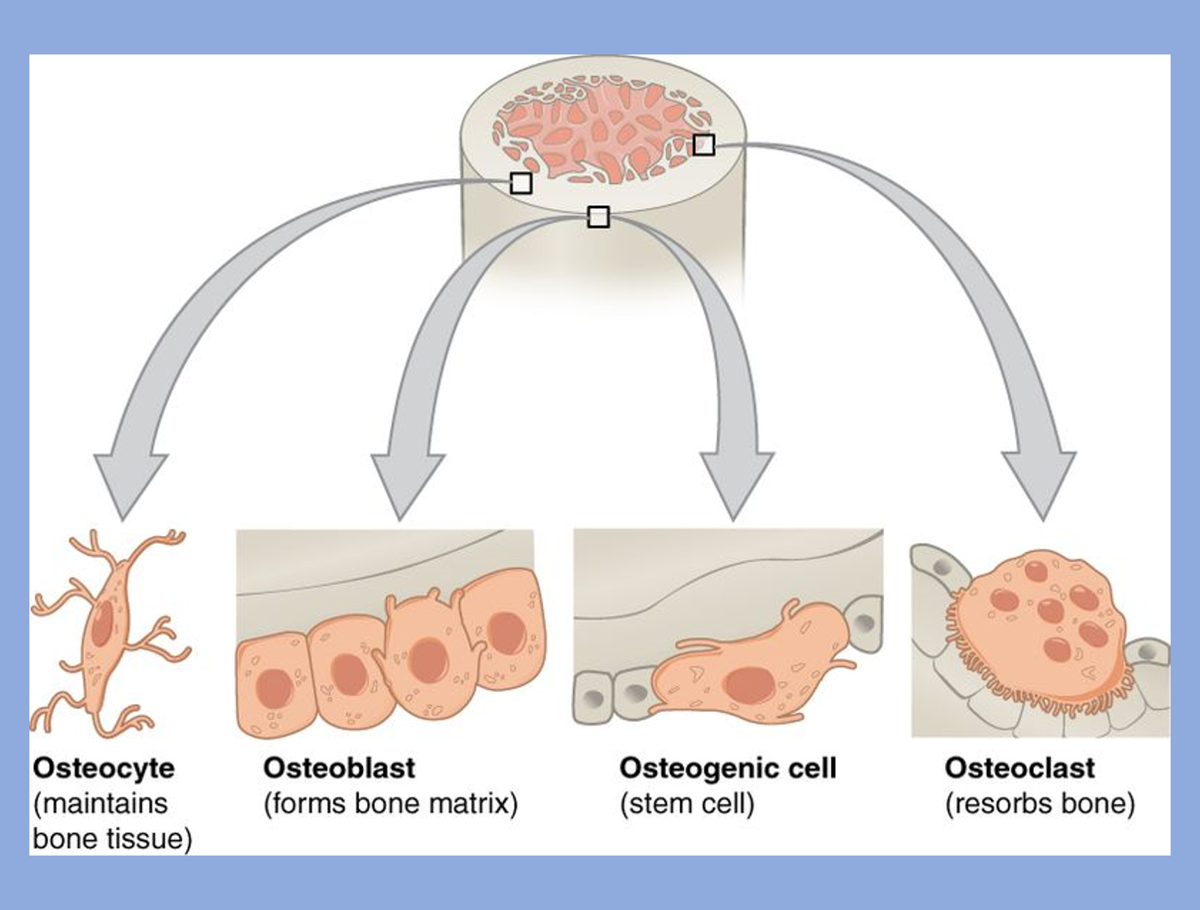 Bone is comprised of different cell types osteocyte, osteoblast, osteogenic cell, and osteoclast. 