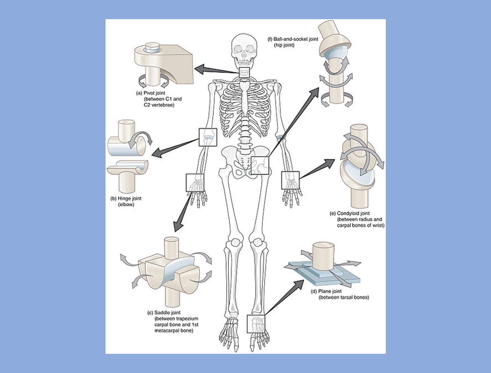 Human skeleton highlighting different joints at the neck, elbow, writs, hip, and ankle.