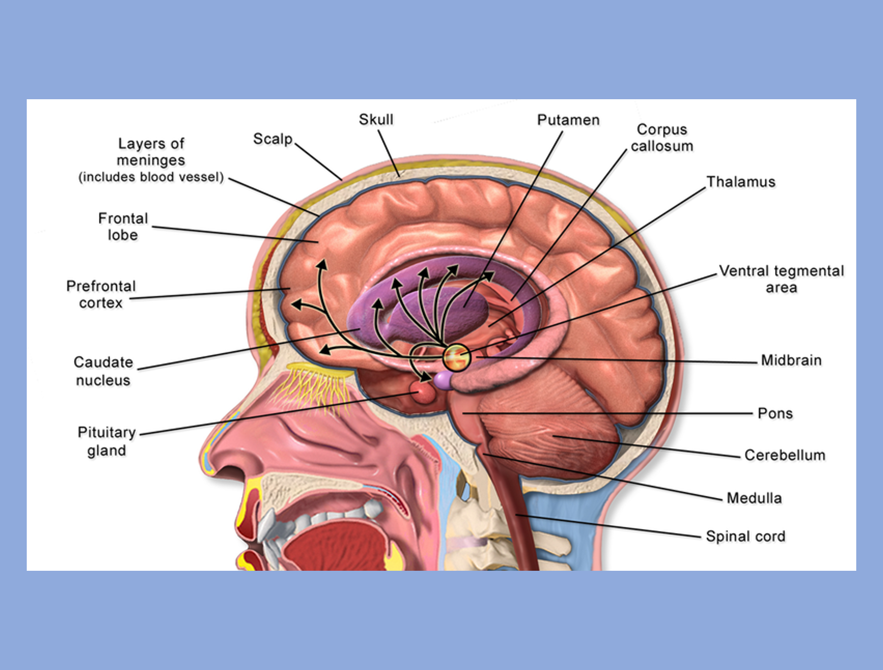 A cross section of the human labeling major parts of the brain.