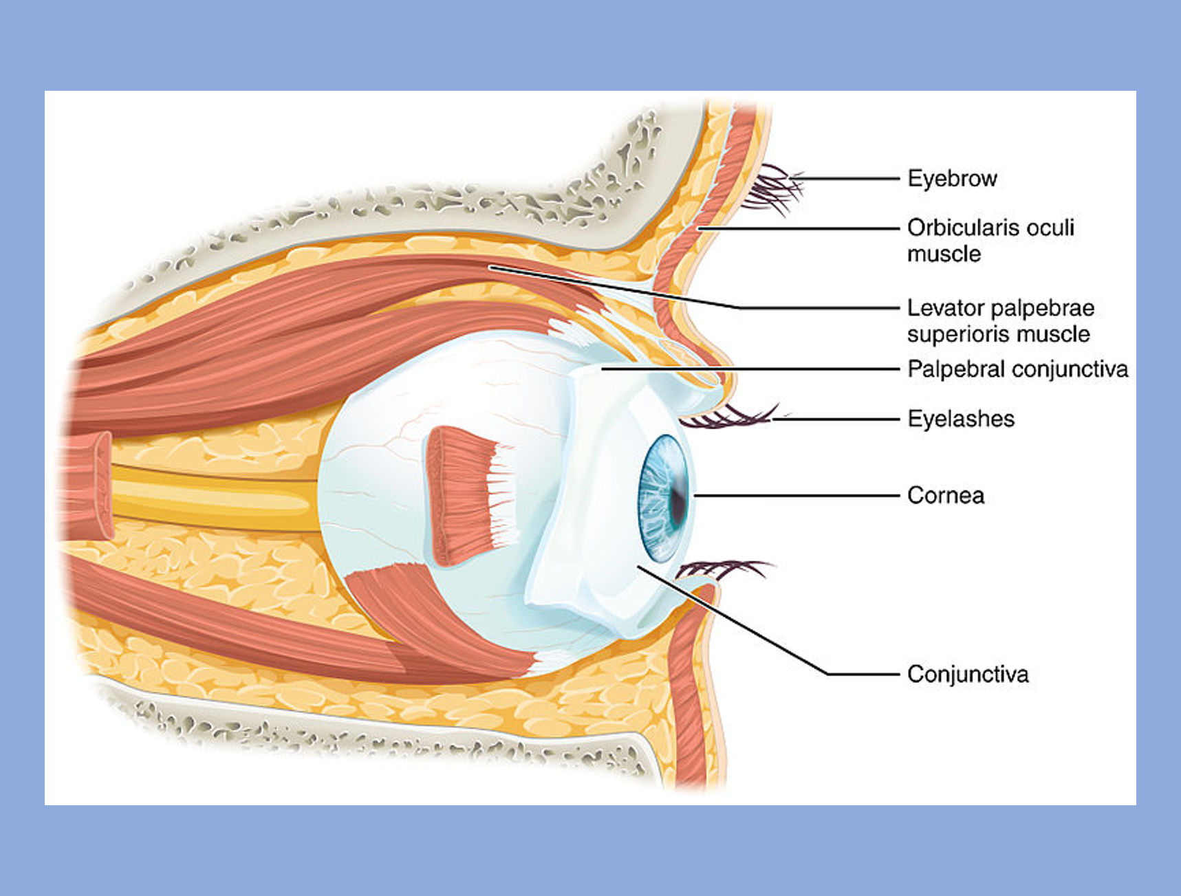 A cross section of the human eye and surrounding area.