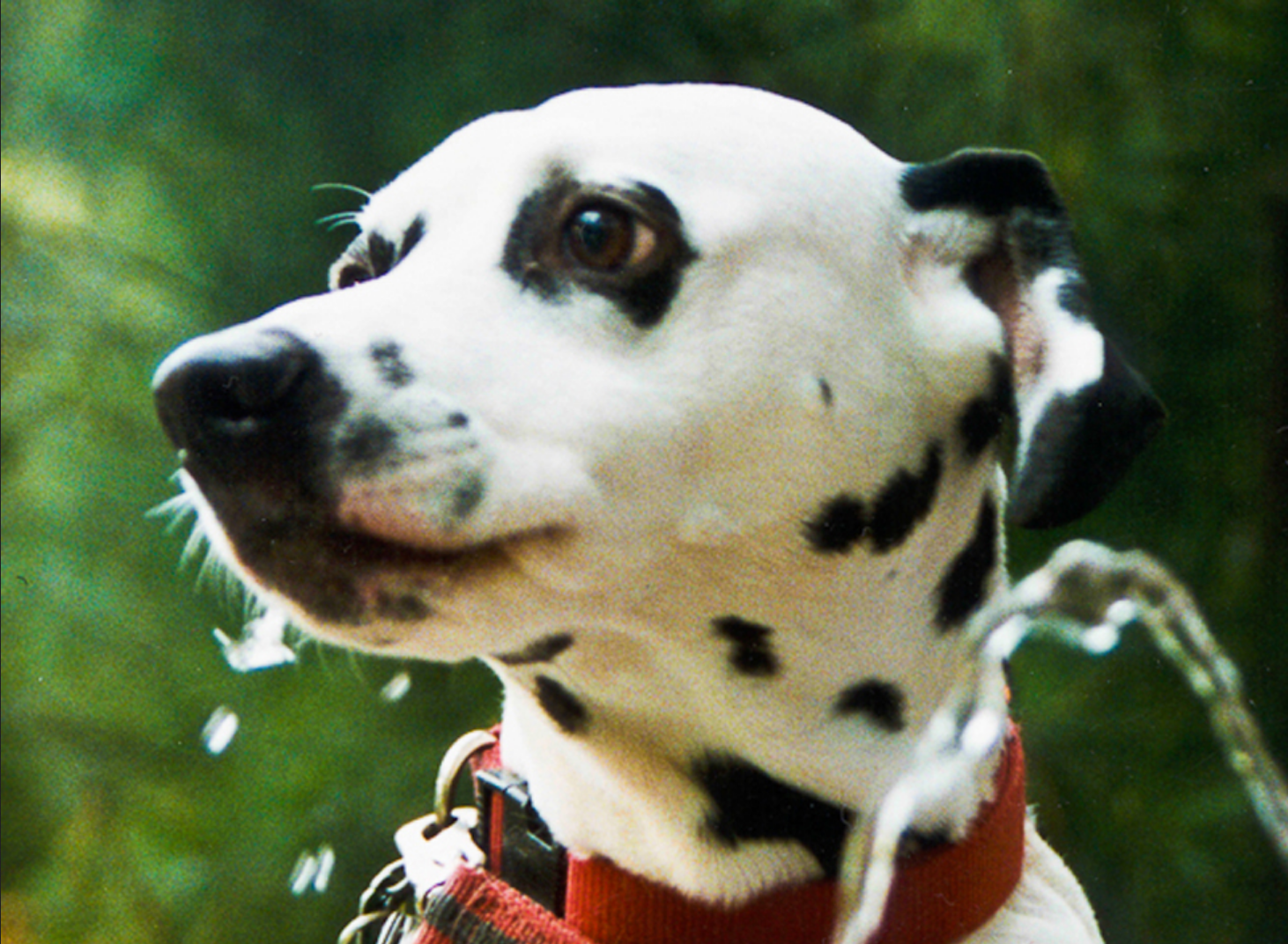 A Dalmation wearing a red color, appears to be in a nature setting, and there is a spout of water from a water fountain.