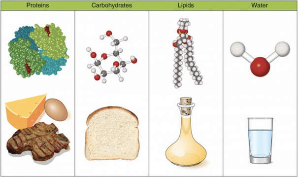 Major nutrient classes are proteins, carbohydrates, lipids, and water.