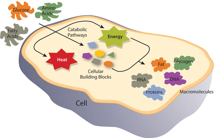 Cellular metabolism diagram