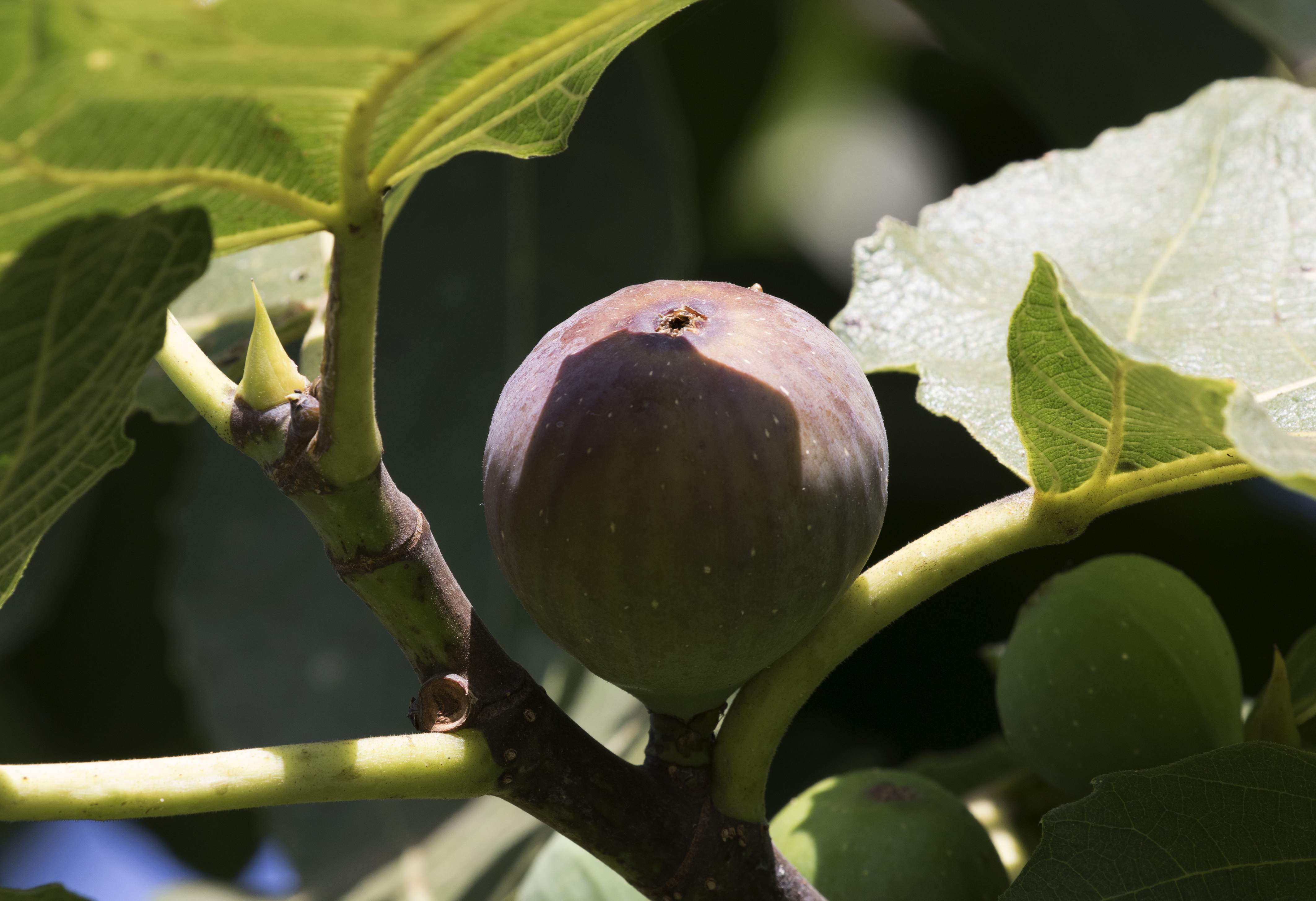Fig and fig leaves on the branch of a fig tree