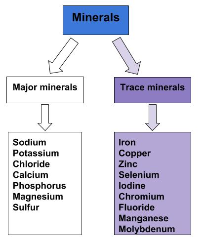 Diagram of the major and trace minerals in human nutrition