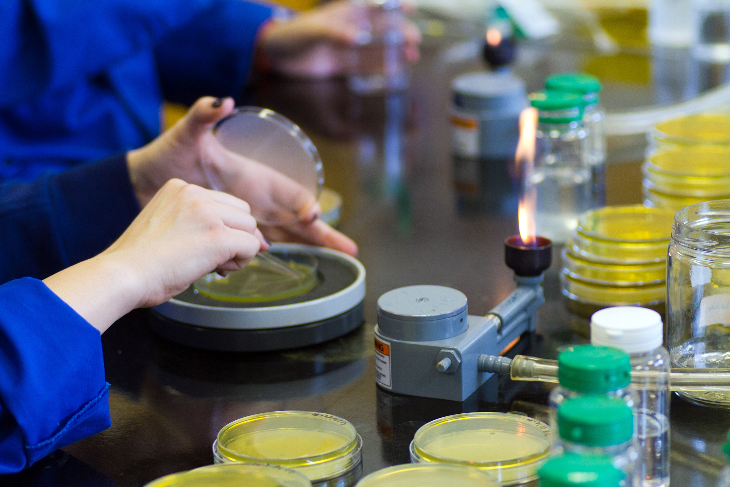 Image of a biologist working with agar in a petri dish
