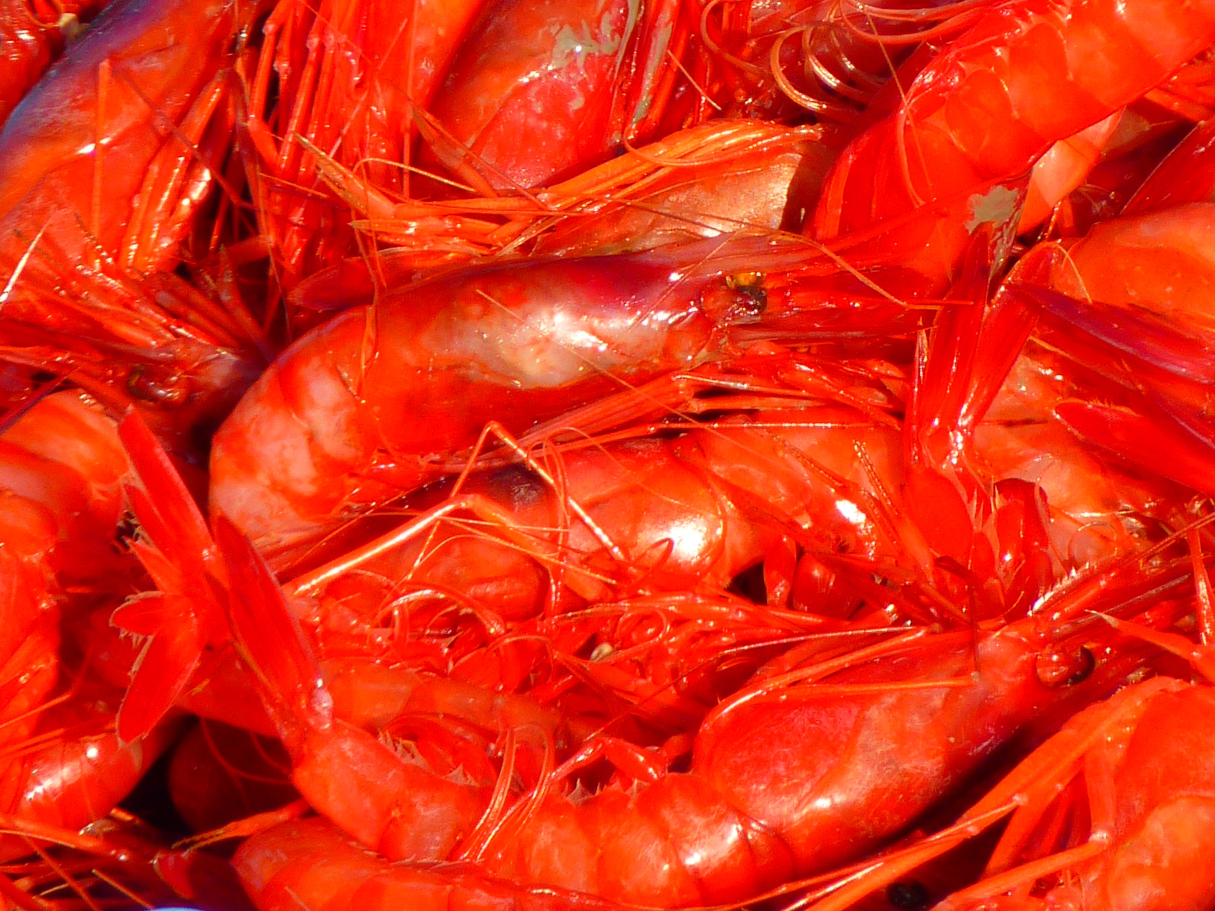 Close-Up image of several red shrimp
